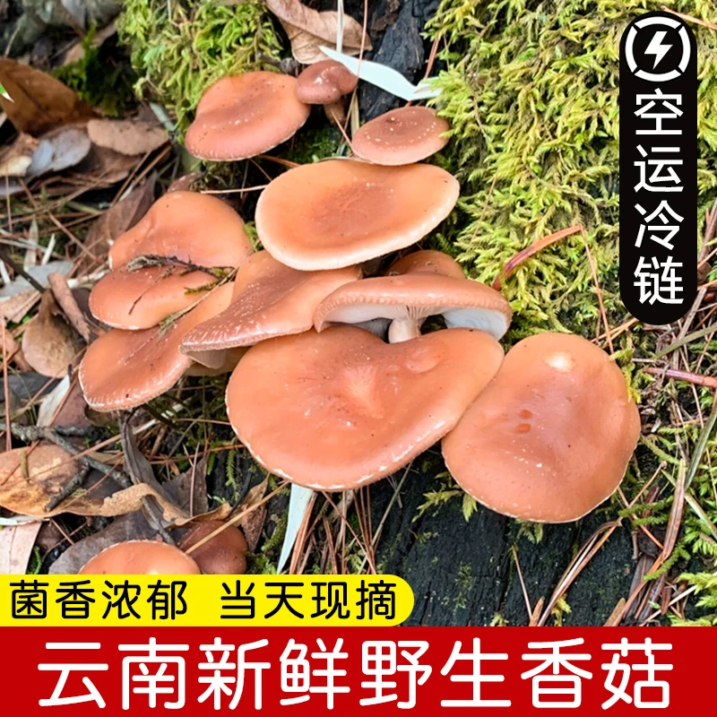 云南深山新鲜野生香菇香蕈新鲜现摘小香菇香信马桑菌香樟菌蘑菇