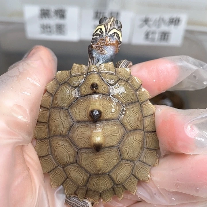 中华草龟不分公母W7对称增生脖子有伤黑瘤地图5.2公分