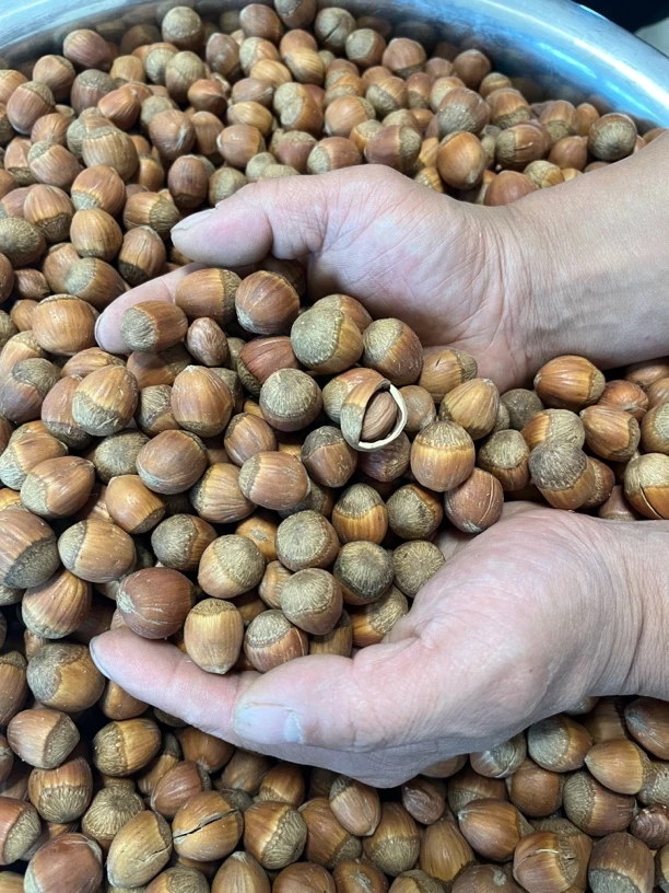 深山熟榛子1000克