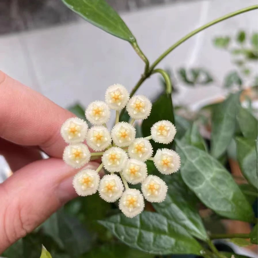 长叶裂瓣球兰（Hoya lacunosa ssp. long leaf）