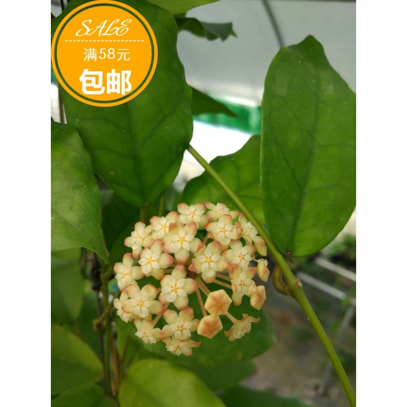 心状变种（长叶）Hoya cardiophylla wavy leaf（Jad015）花苗