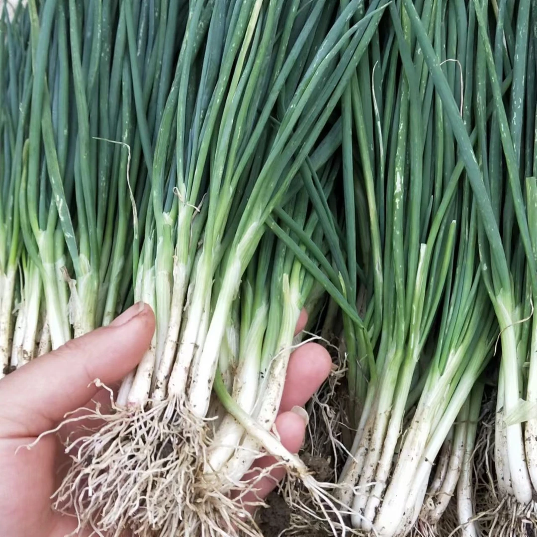 贵州香葱农家自种老品种新鲜蔬菜四季分葱现挖带泥食用栽种葱葱香