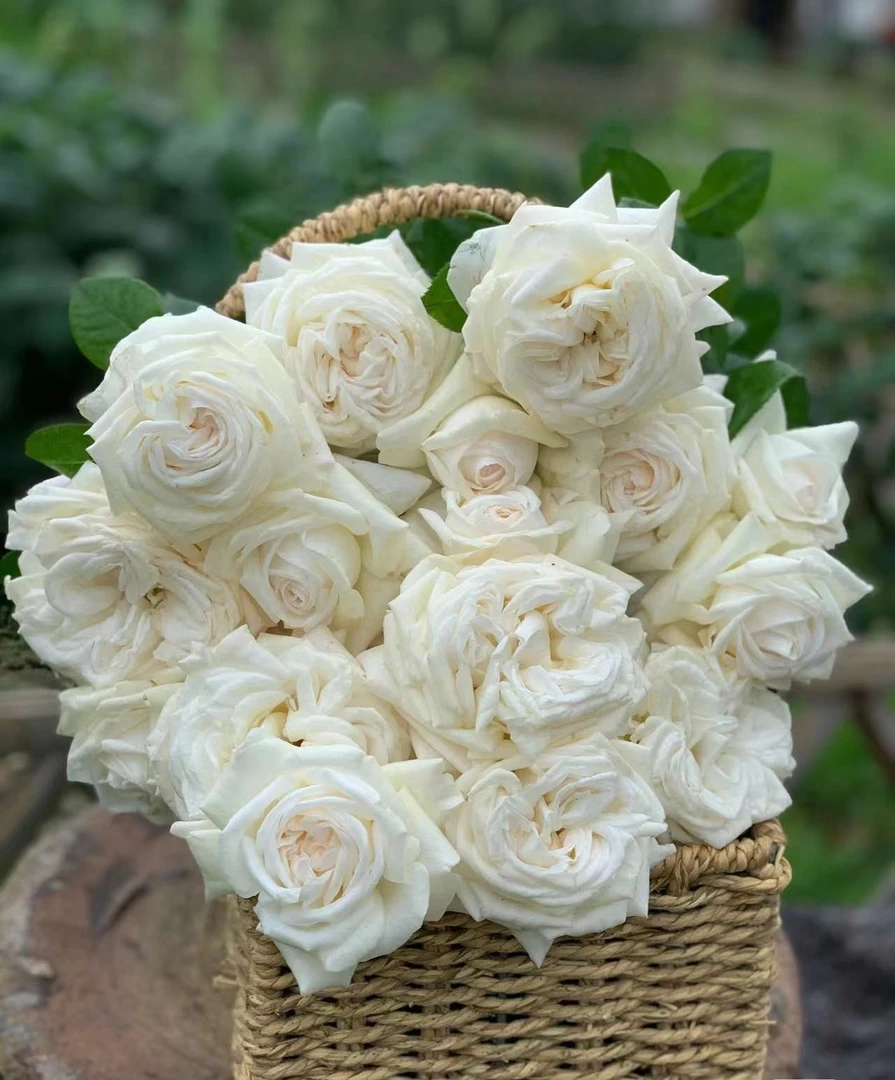 珍妮莫罗月季浓香白色特大花玫瑰盆栽阳台庭院四季花卉植物勤花