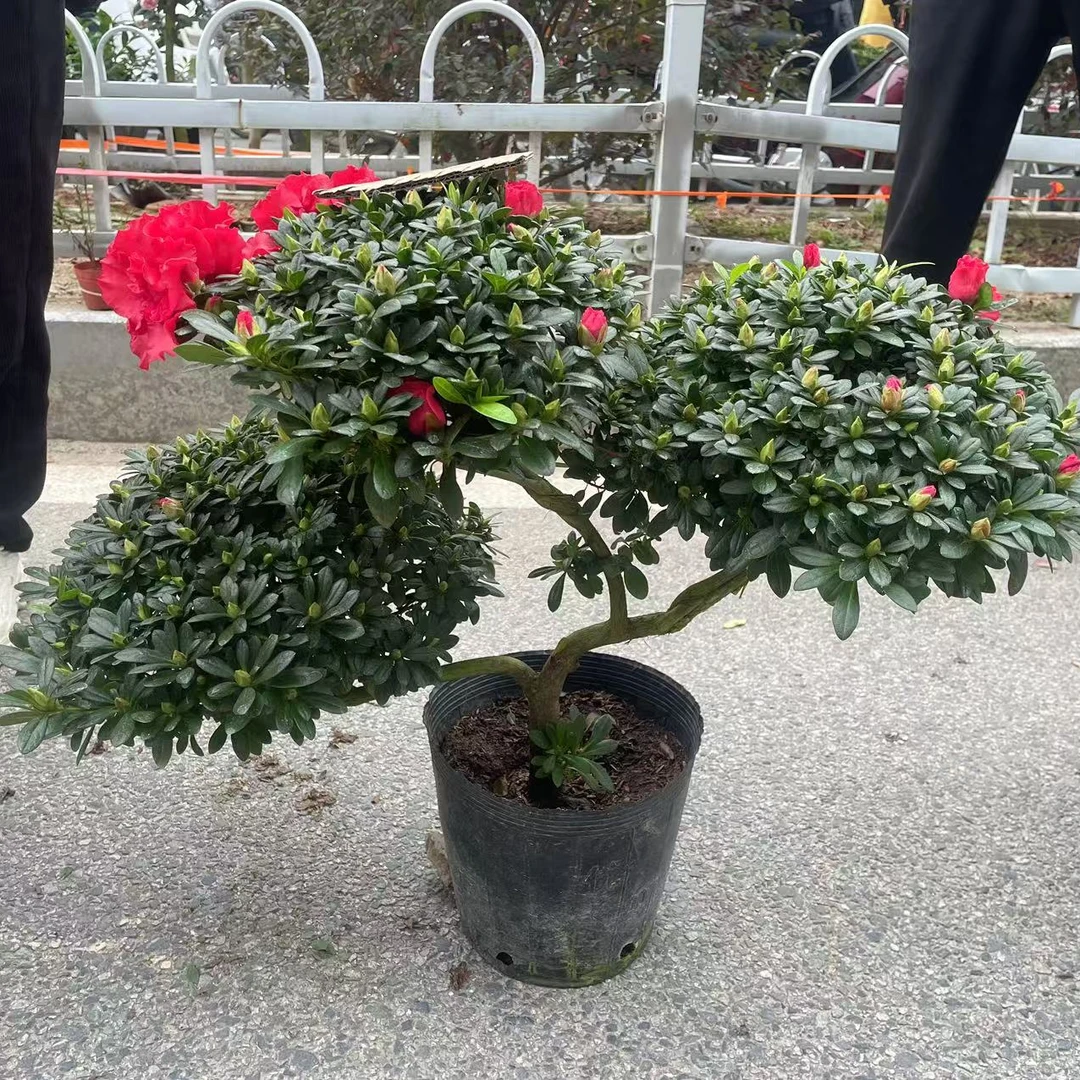 三层元宝造型杜鹃花四季常青四季开花顺丰包邮到家