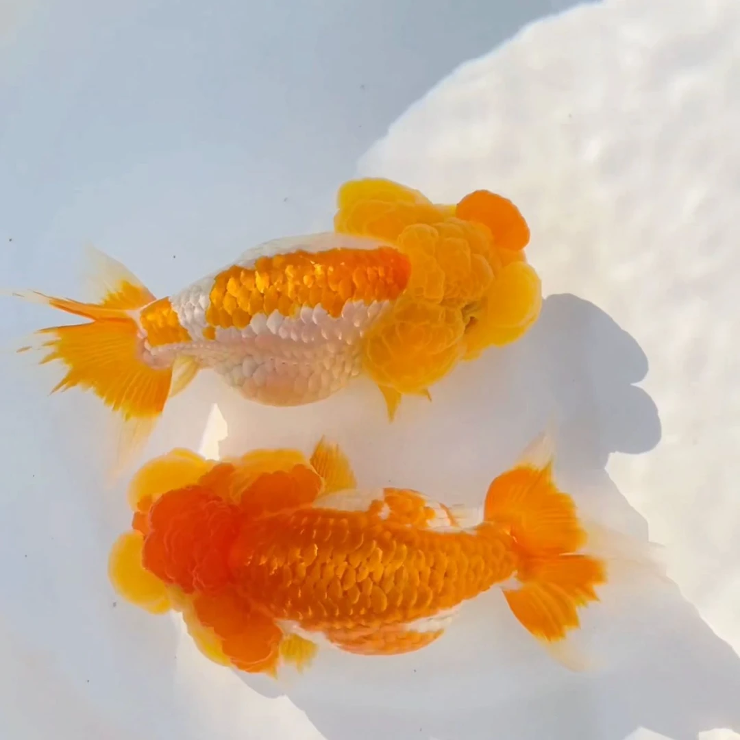 自己鱼场培育的传统金鱼。