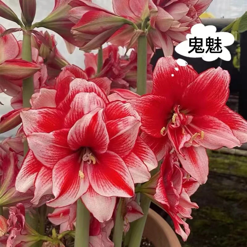 朱顶红鬼魅，朱顶红新手入门好养皮实