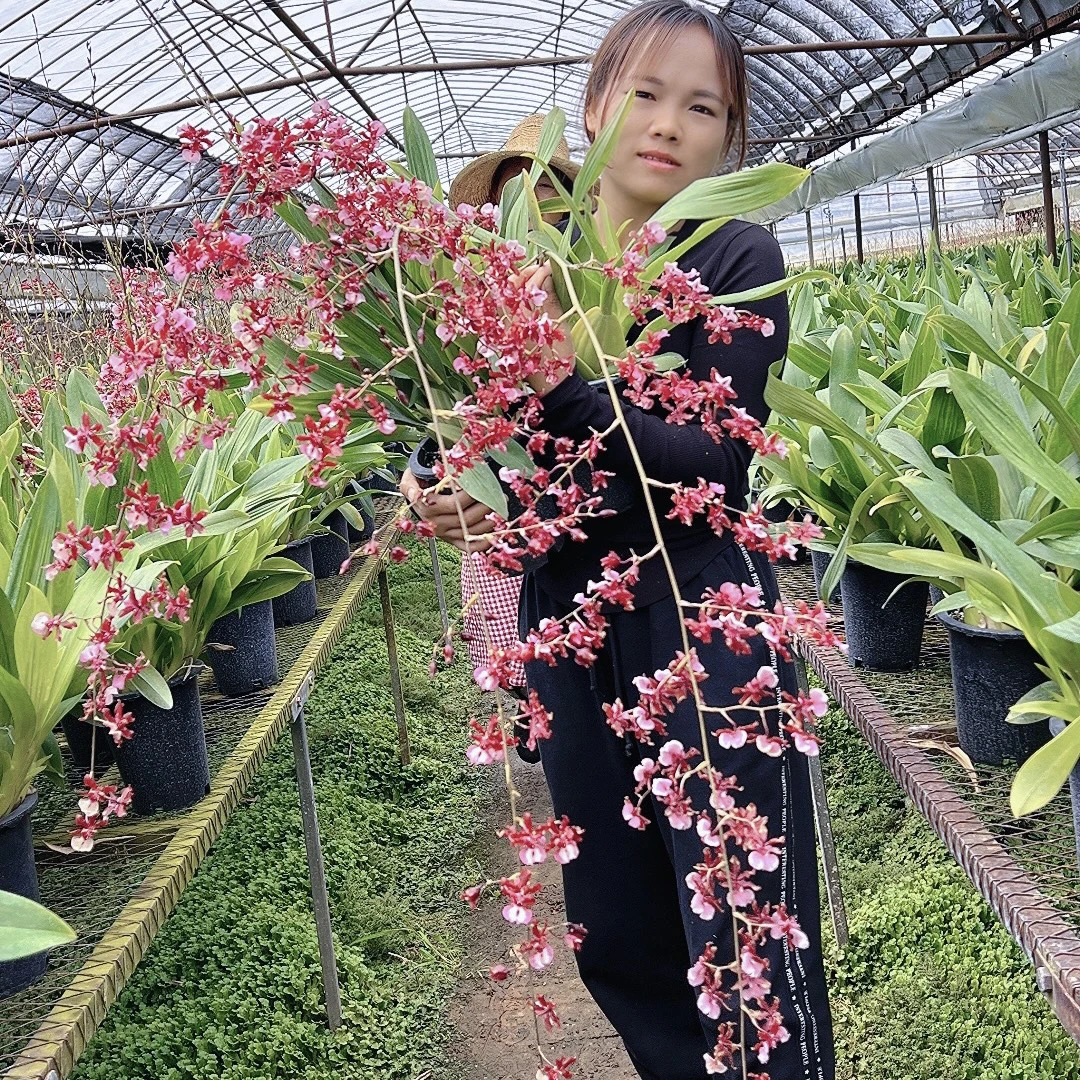 泰国香水文心兰巧克力浓香型室内兰花