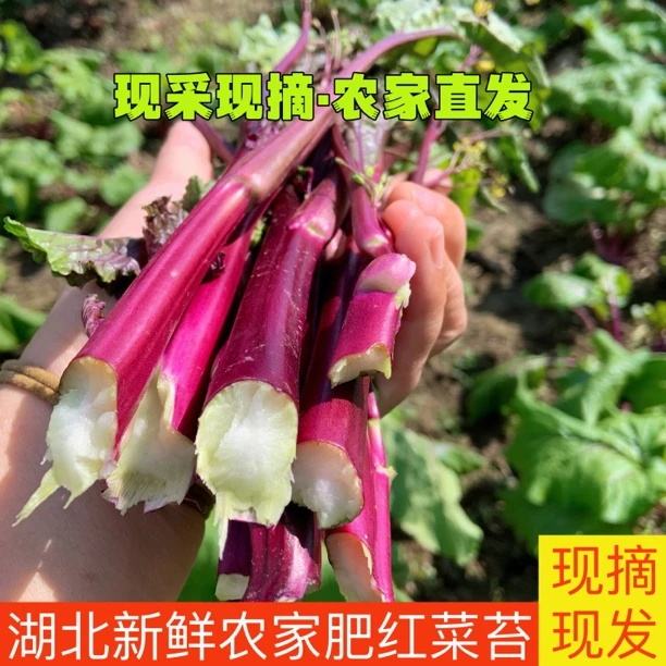 新鲜红菜苔湖北农家自种紫菜薹时令蔬菜菜心