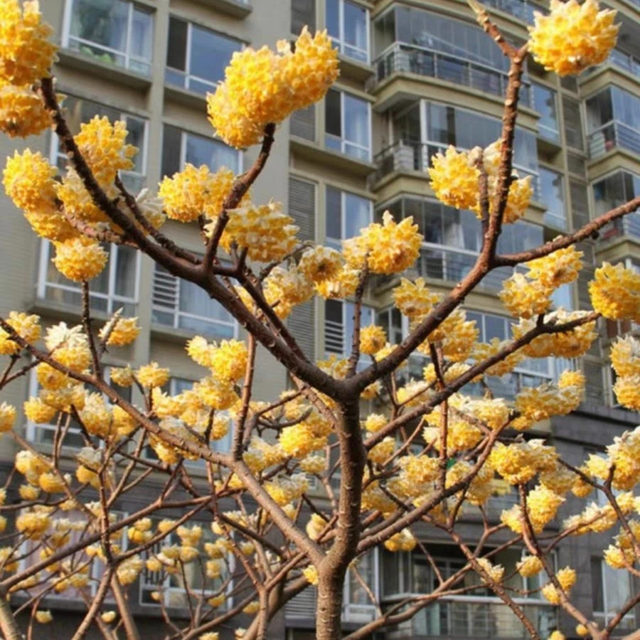 一物一拍  结香花树苗室内外耐寒打结花梦冬花阳台植物庭院浓香