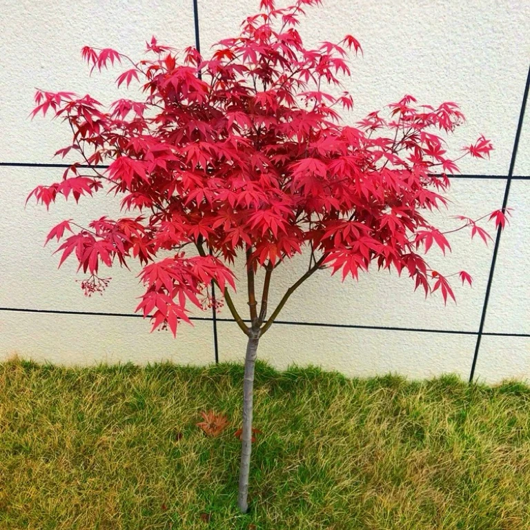 一物一拍，红枫树苗