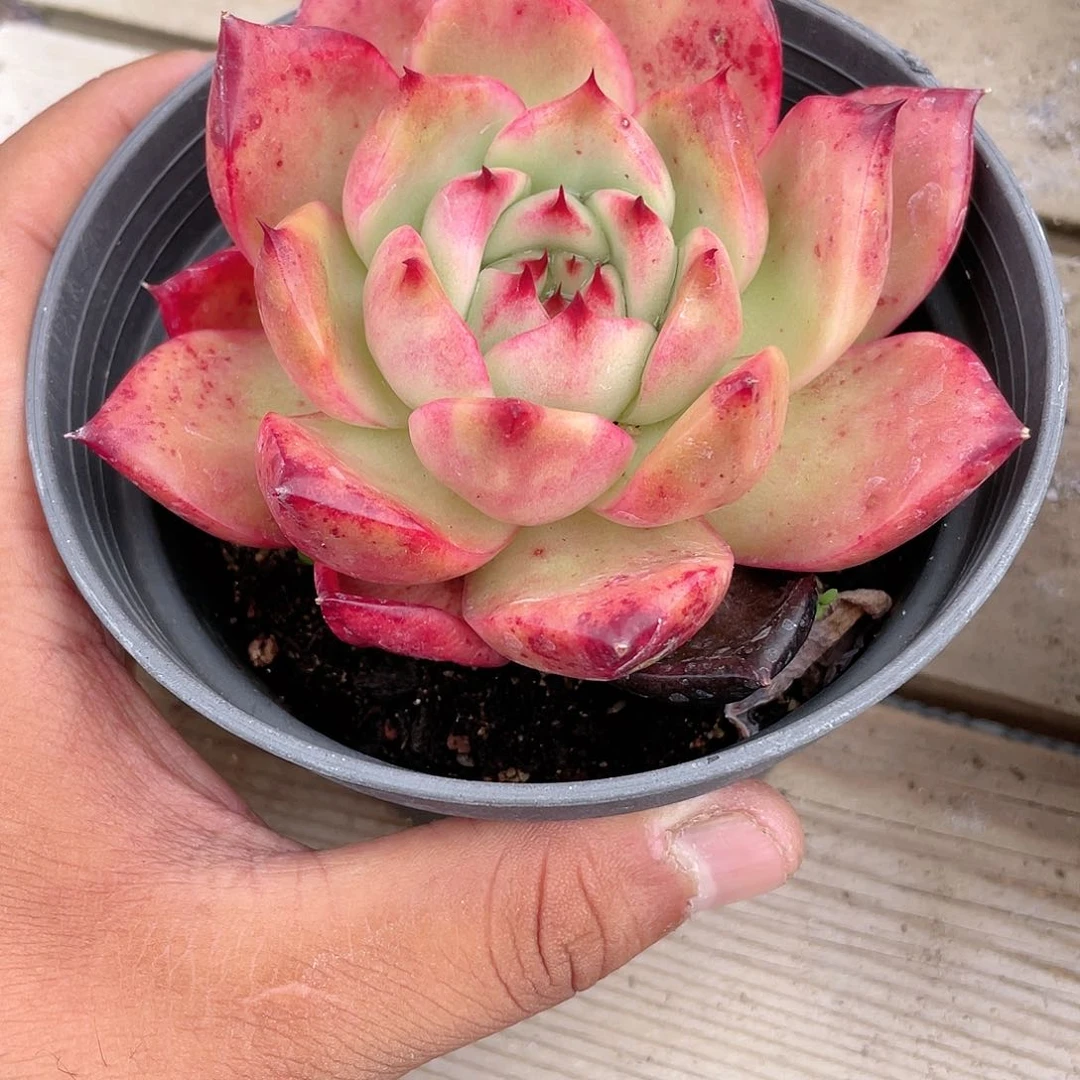 ゜****?1126  壮壮 六月六