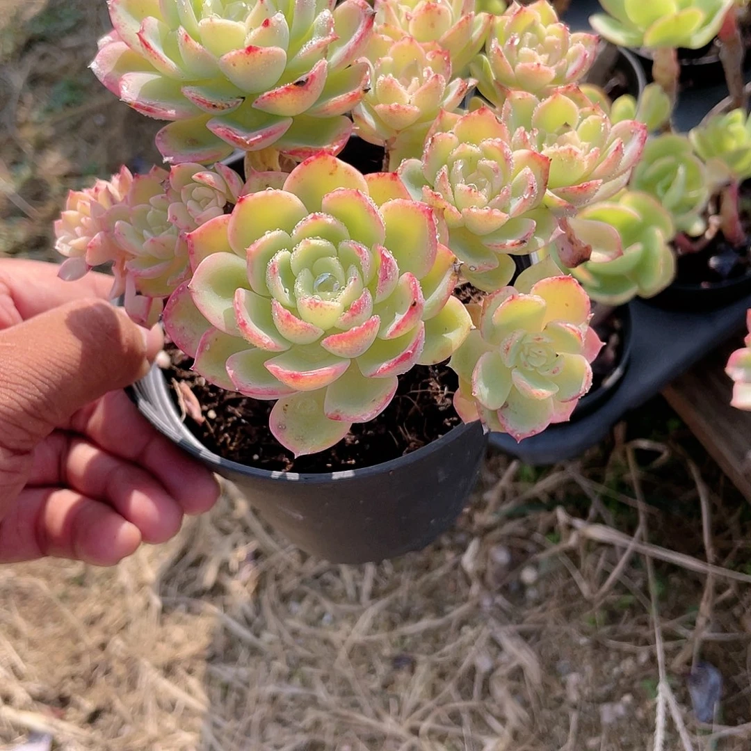 ?****?1733  哈密瓜  六月六