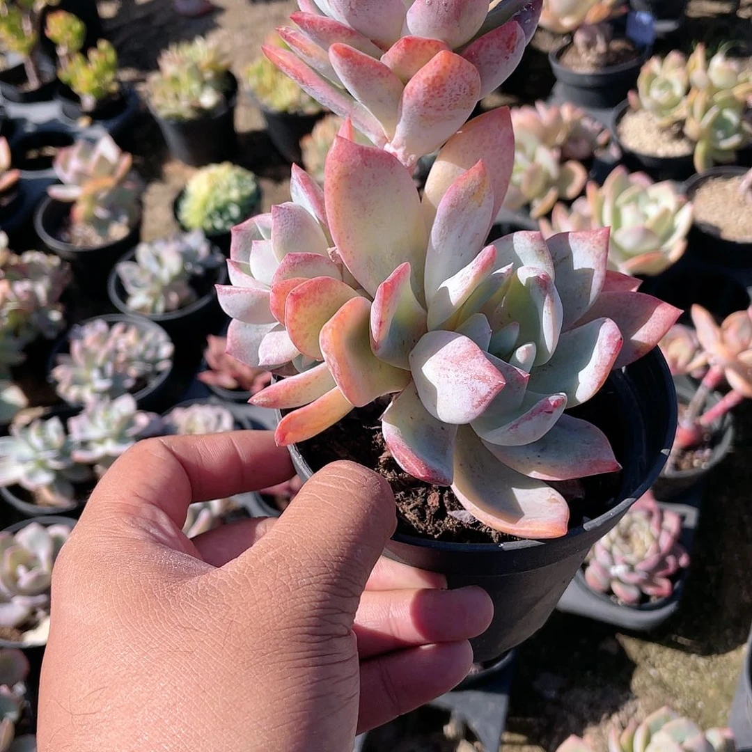 文***予0833  奶凤  六月六