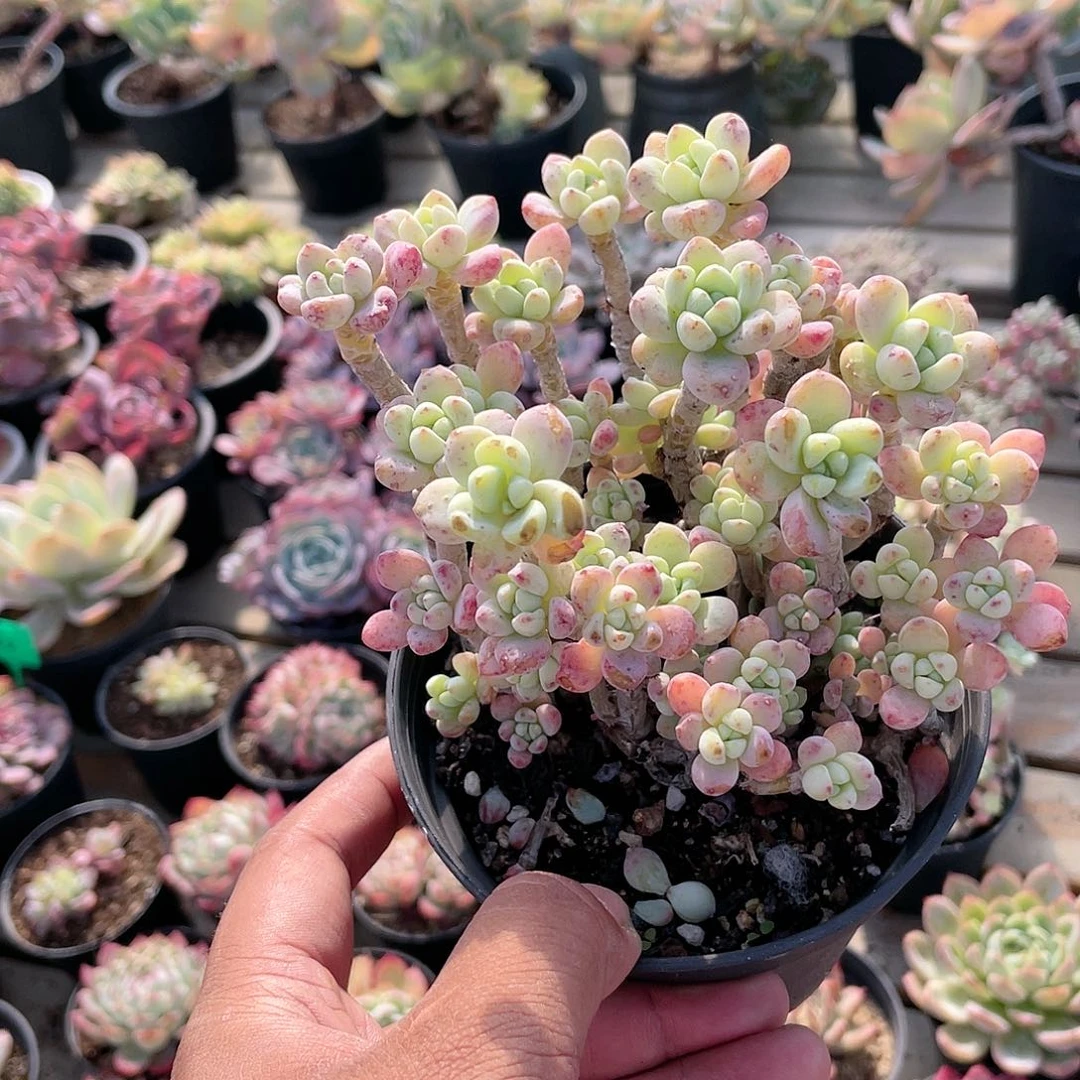 2806  劳尔 六月六