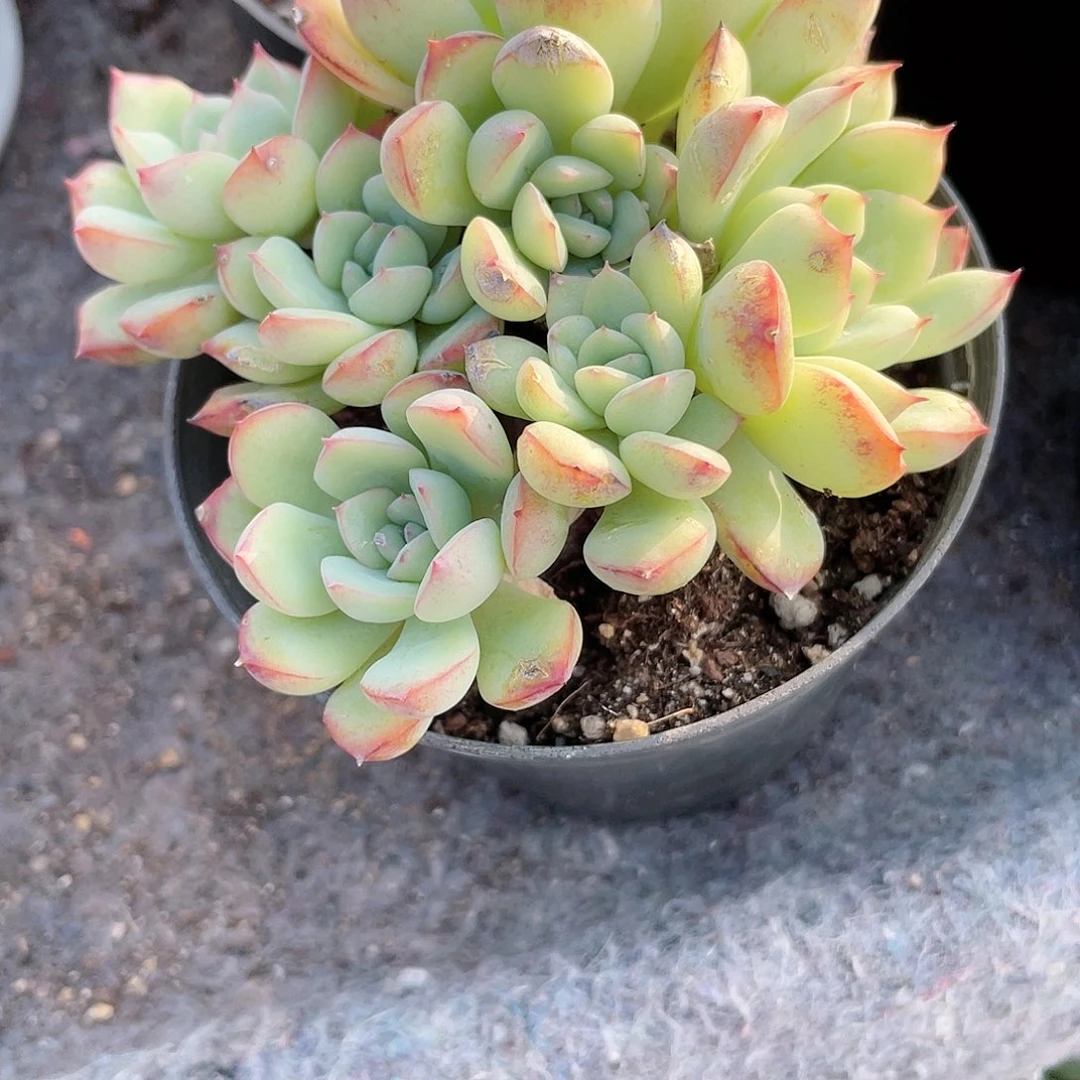 芒***?1664  荷花  六月六