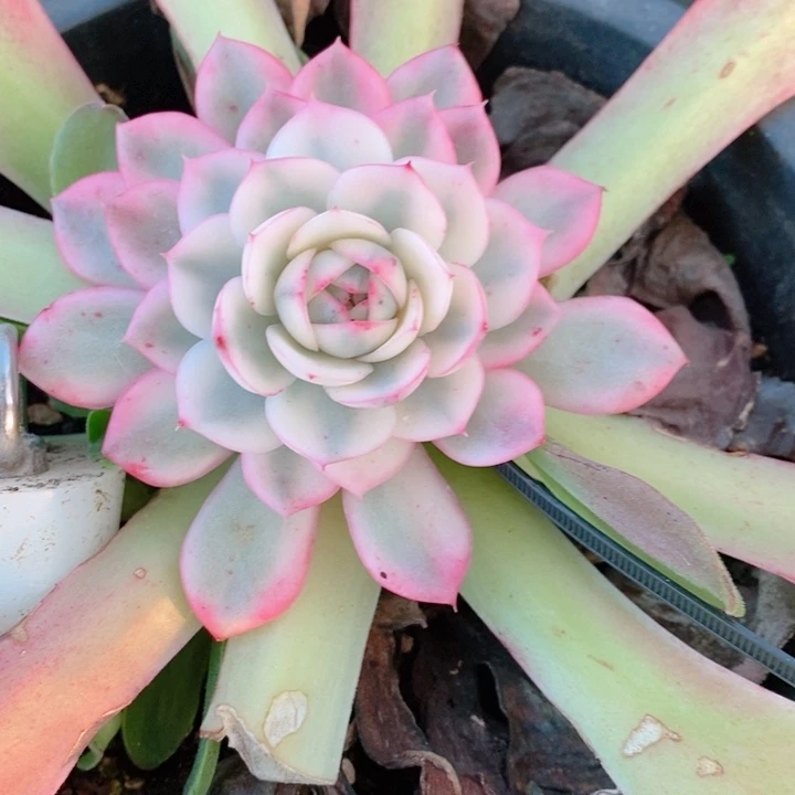 粉水晶锦多肉锦景天