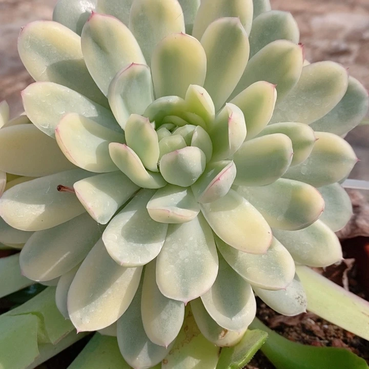 不*眉草莓冰锦多肉锦景天