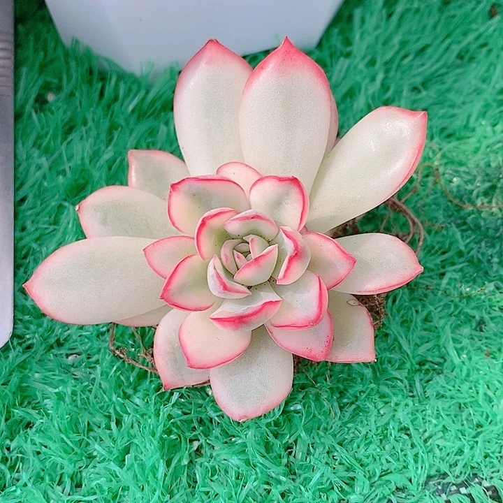 雨燕座锦底座多肉锦