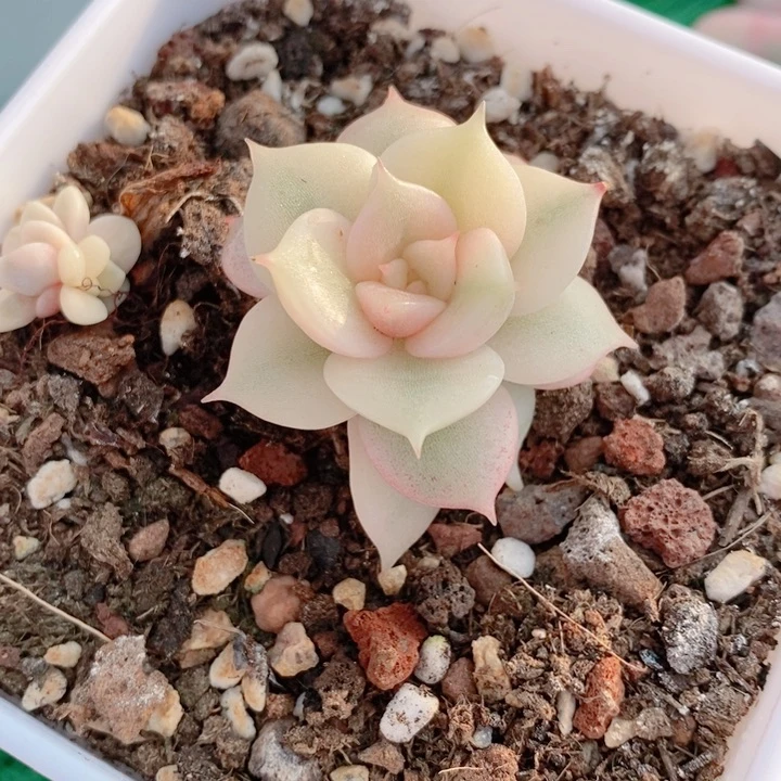 后**七贝加尔湖锦多肉锦