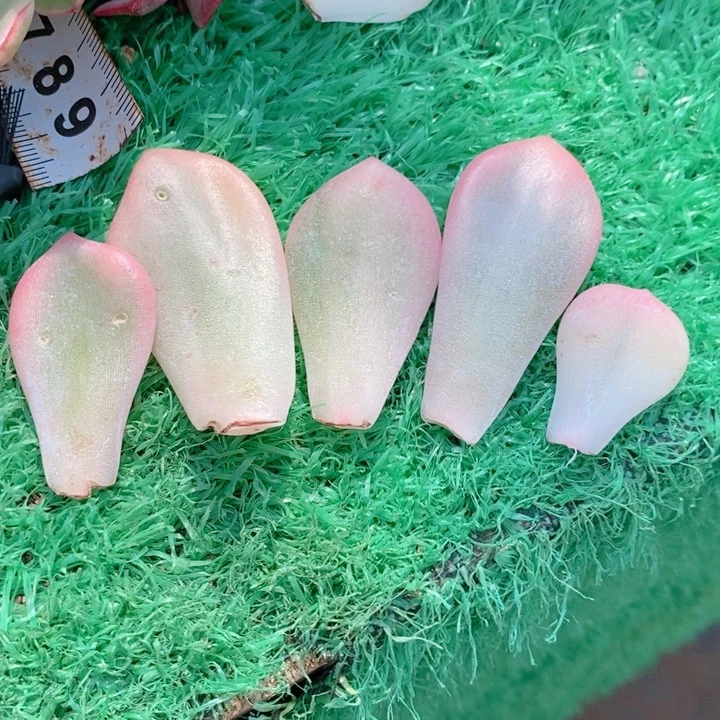 星颖锦叶片一组多肉锦