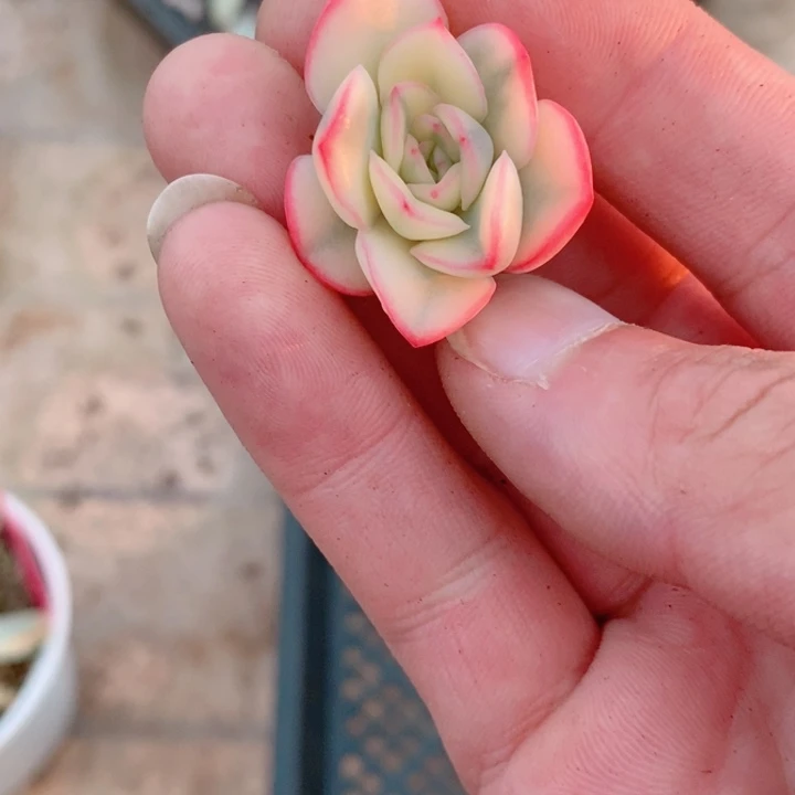 大*雨燕座锦侧牙多肉锦