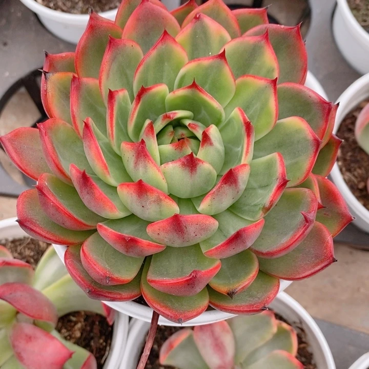 小****?桃花锦多肉锦景天