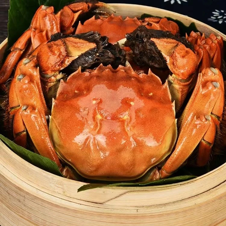3.0两全母蟹鲜活现货礼盒装包邮