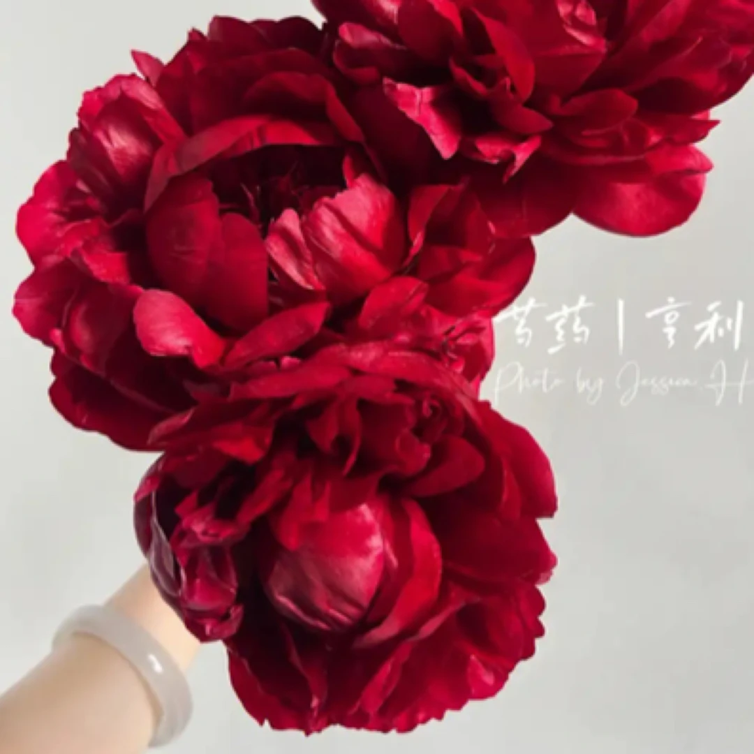 【亨利博克斯特】进口黑红色芍药，花瓣丝绒感菏泽基地发货