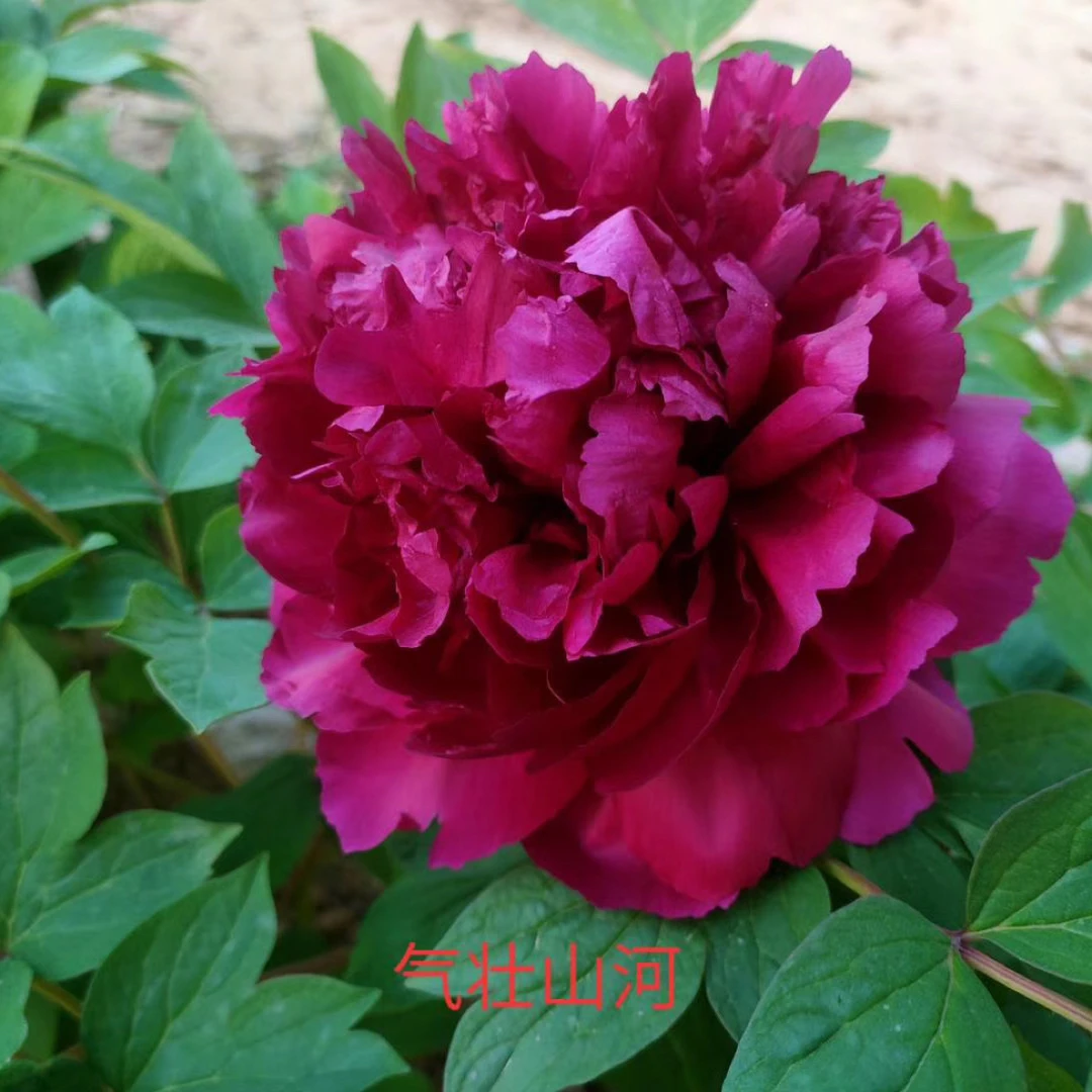 国产观赏牡丹5年苗，基地直发6枝条以上