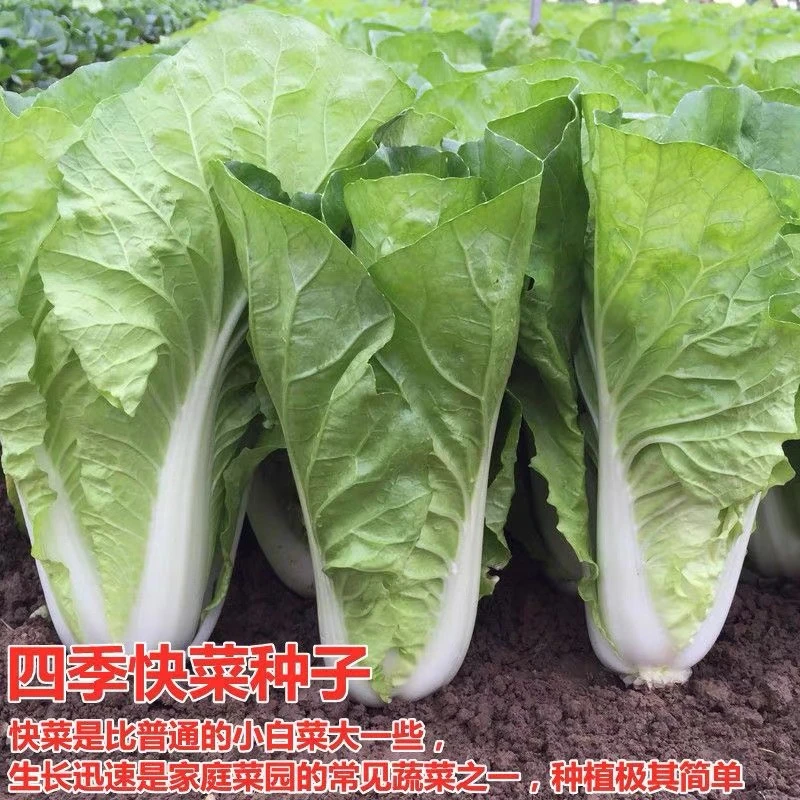 四季奶油快菜种子小白菜菜籽速生快菜种子阳台盆栽泡沫箱四季种植