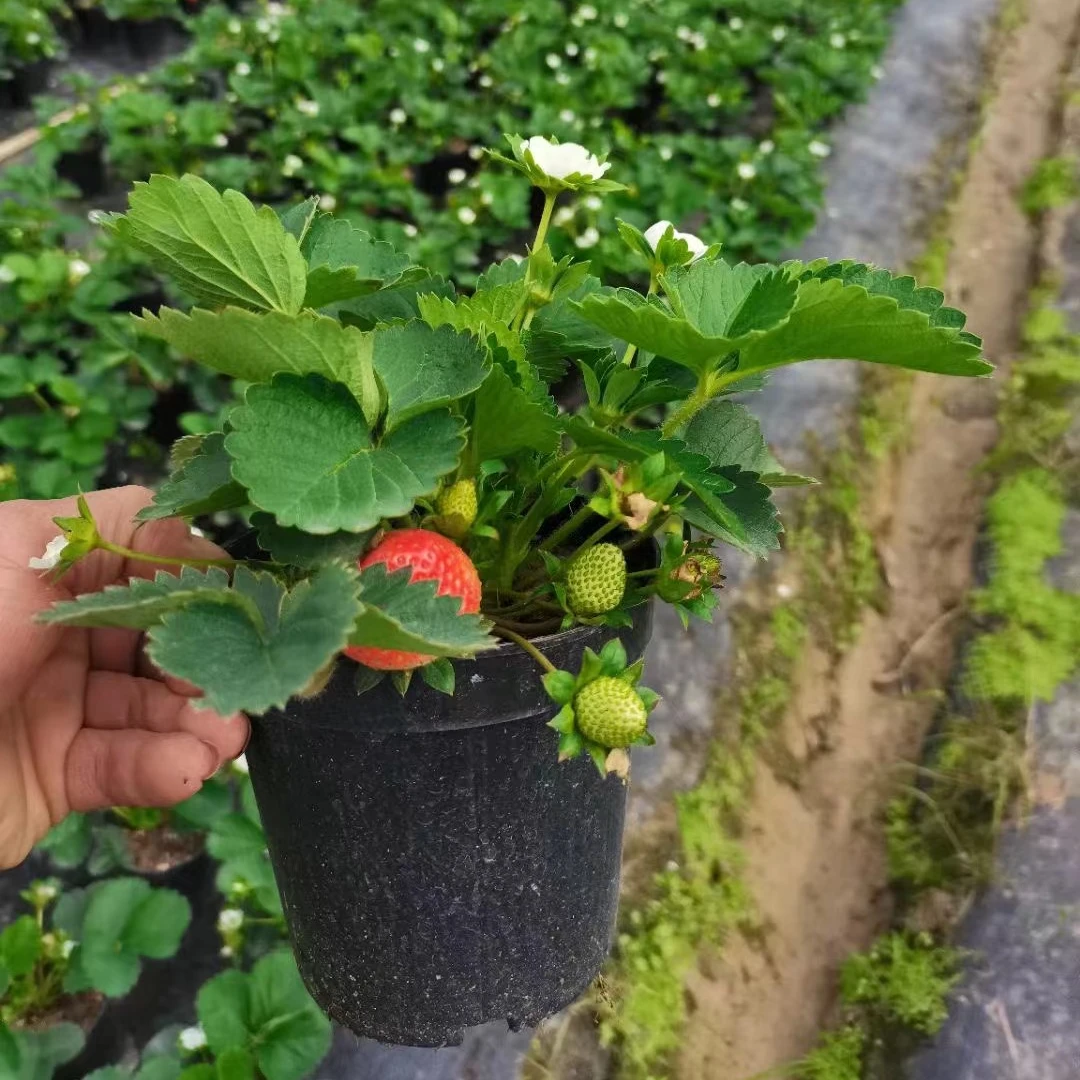 带花带果奶油草莓原盆发货大果四季结果室内阳台种植盆栽地栽新苗