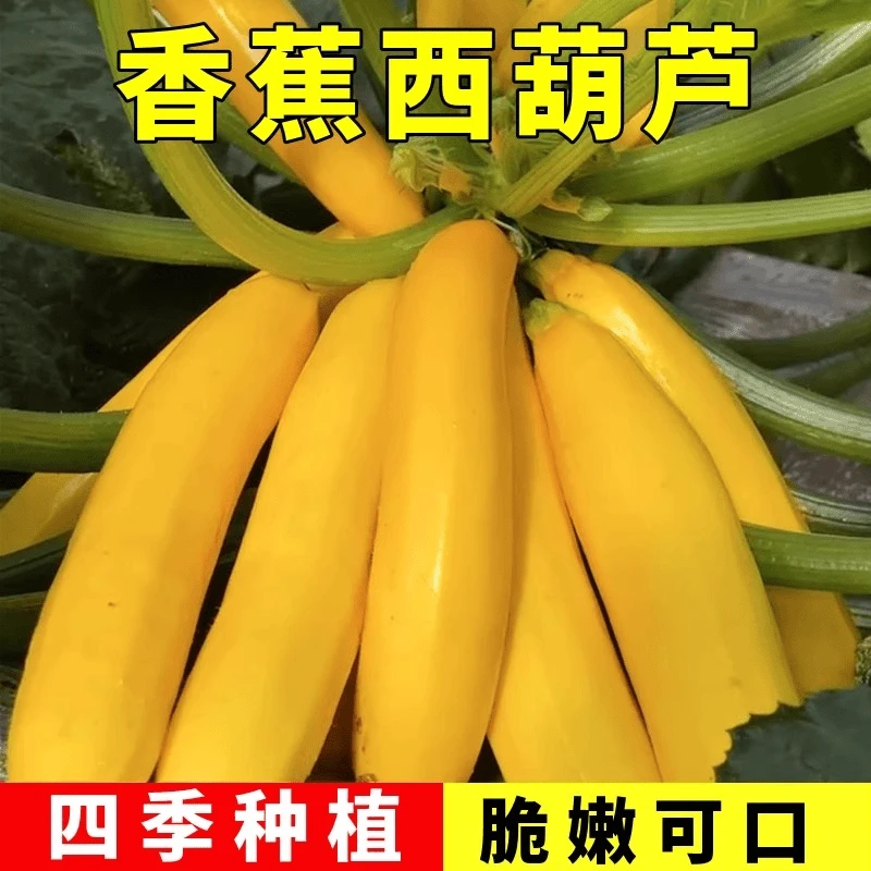 香蕉西葫芦种籽黄色金皮香蕉瓜种籽高产生吃阳台盆栽四季蔬菜种籽