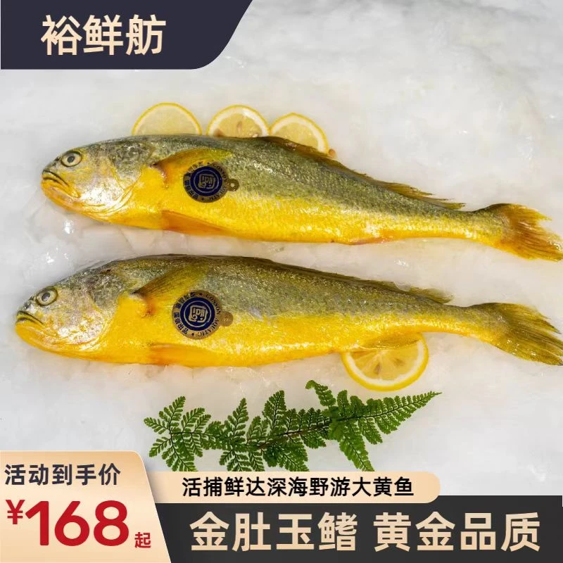 裕鲜舫[到手3条]裕鲜舫大黄鱼{300G/每条}深海远游现捞现发大黄鱼