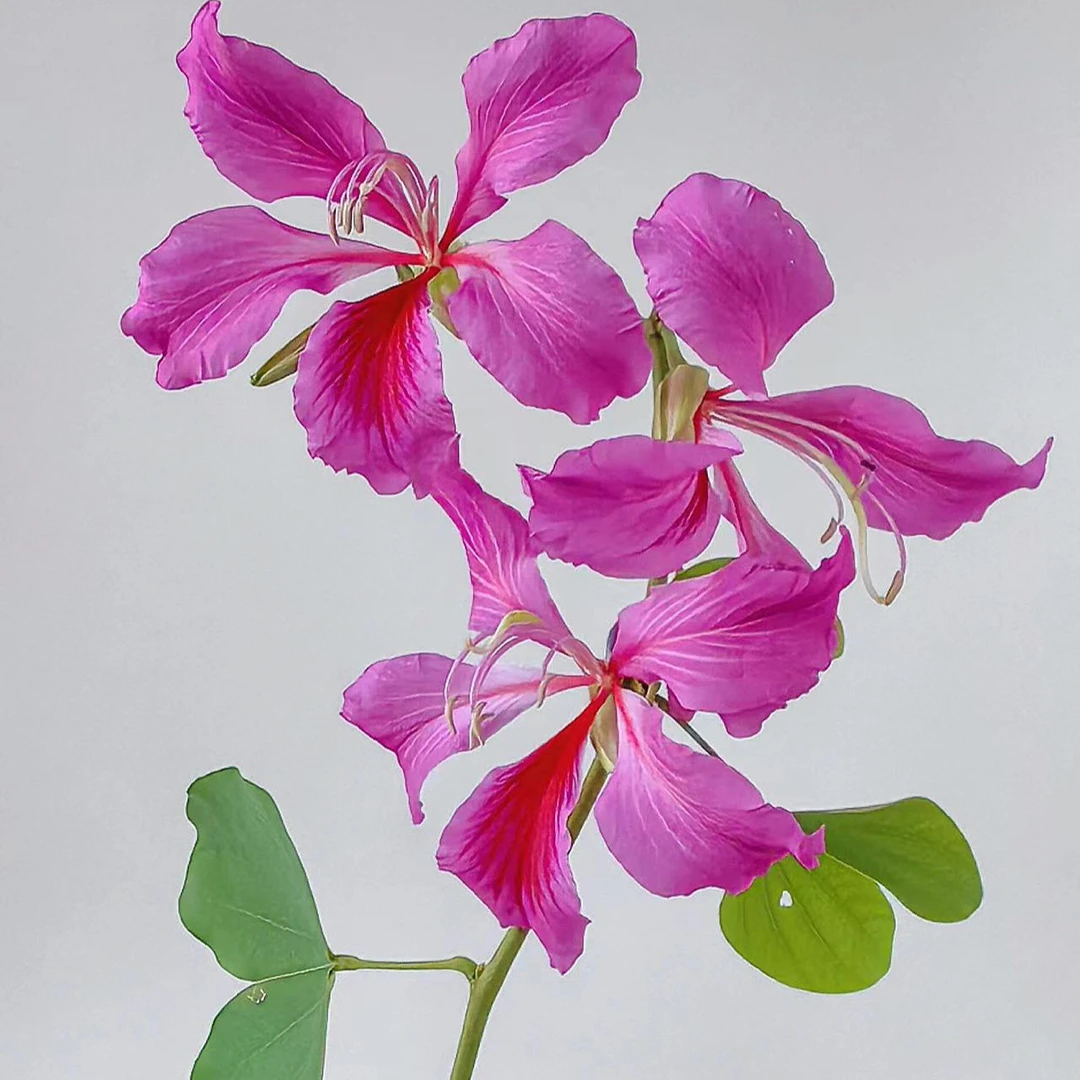 宫粉紫荆树苗紫荆花小苗庭院绿化苗四季常绿羊蹄甲风景树盆栽苗木