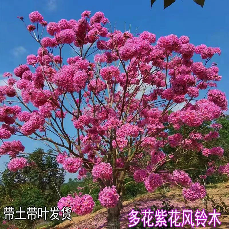 进口紫花风铃木树苗别墅庭院地栽开花树风景树绿化种植物盆栽花苗