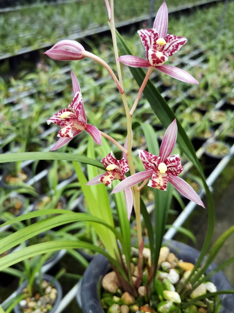 【红猫蕊蝶】建兰三星蕊蝶 美艳花艺 绿植盆栽花卉