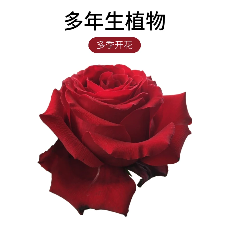 月季新品切花玫瑰红兔红色高杯大花多季开花植物盆栽阳台庭院