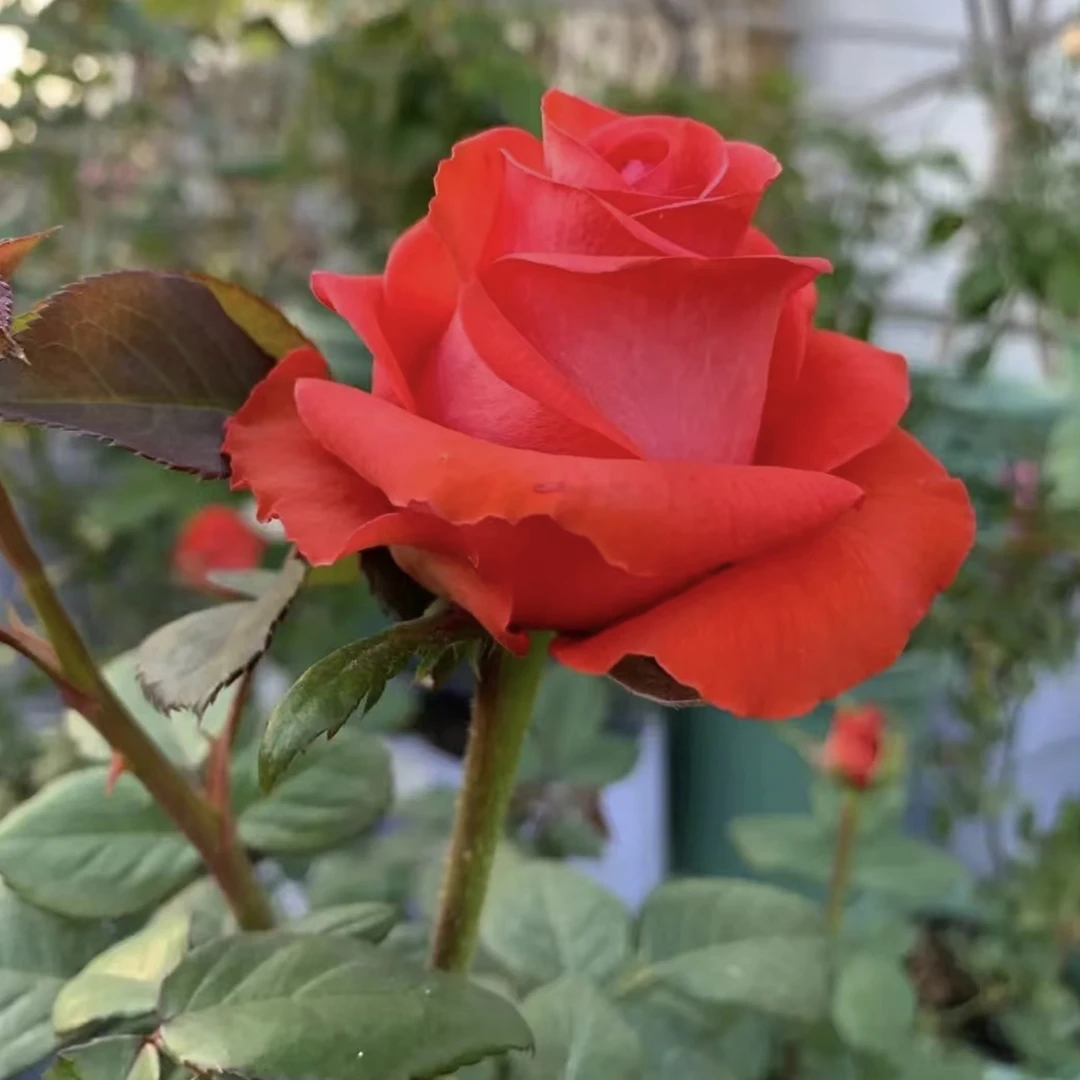 新品切花玫瑰状态给予植物月季盆栽大苗庭院阳台可选