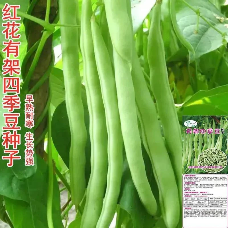 四季豆种子高产有架爬藤四季豆早熟红花四季豆种子春夏季蔬菜种子