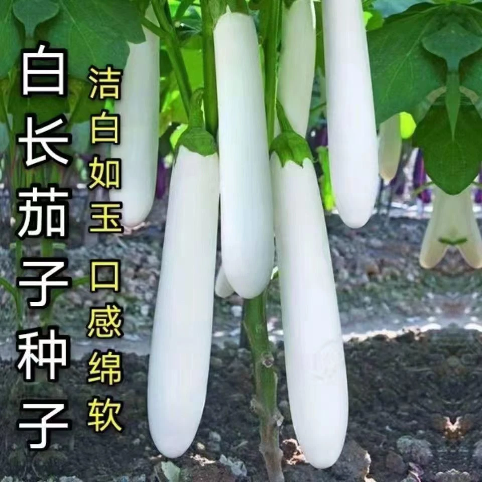 【白茄子种子】白色长茄种籽白玉长茄白雪公主茄子种子白茄子种籽