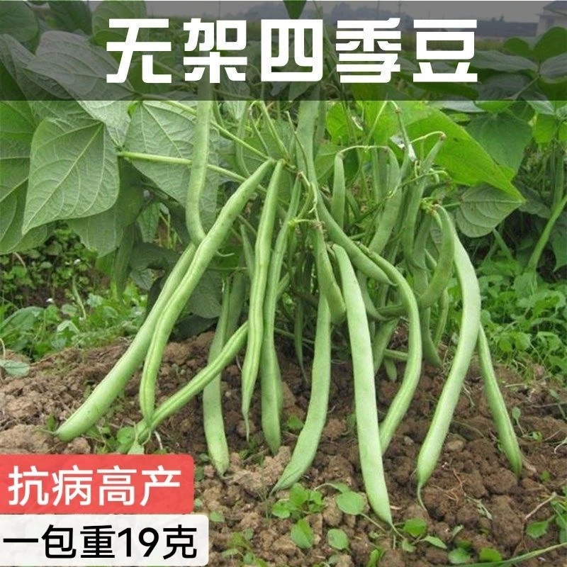 秋播丰产无架四季豆原装无架芸豆角种子地墩四季豆秋季菜种子南方