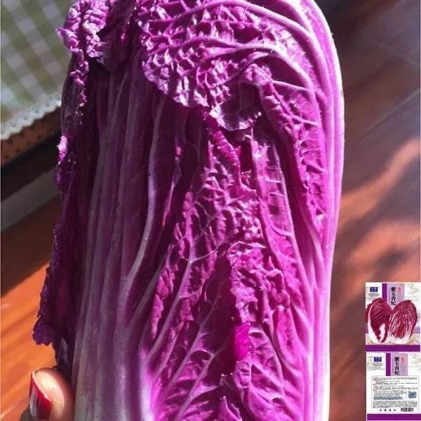 营养紫白菜种子里外紫色大白菜四季播种庭院田地农科院有机蔬菜籽