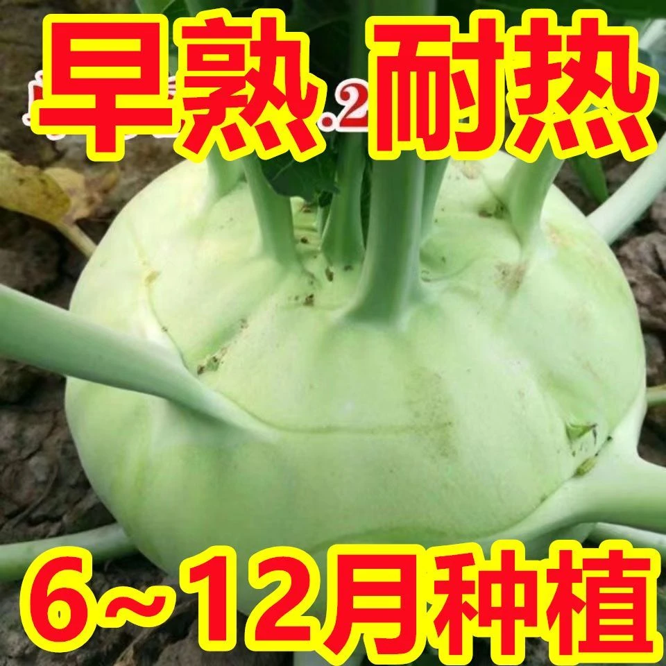【今年新种】四季水果苤兰种子农科院蔬菜青苤蓝菜球有机蔬菜种子