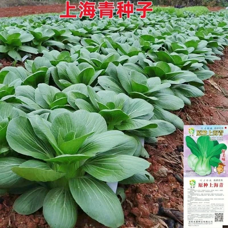 上海青种子蔬菜种籽鸡毛菜青菜青梗菜种子小白菜四季种孑种春秋冬