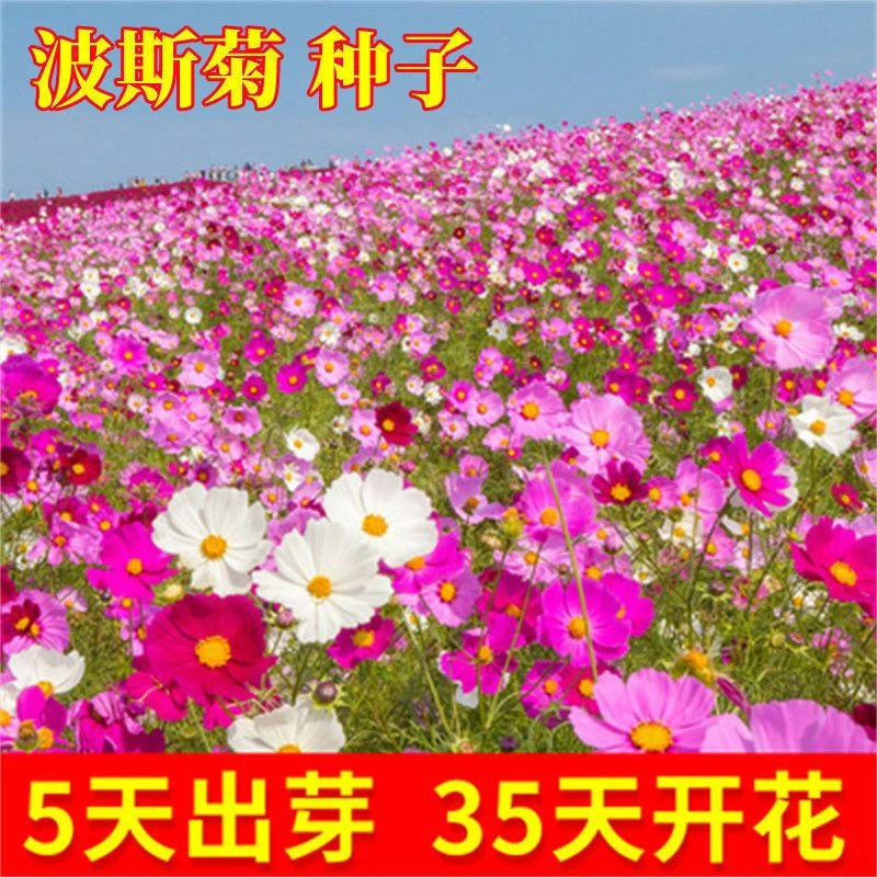 波斯菊花种子格桑花种籽子七彩四季开花易活花籽庭院室外野花种孑
