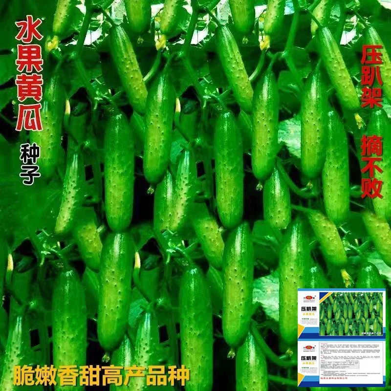 水果黄瓜种子摘不败节节瓜地栽阳台盆栽高产四季播种农家蔬菜种子