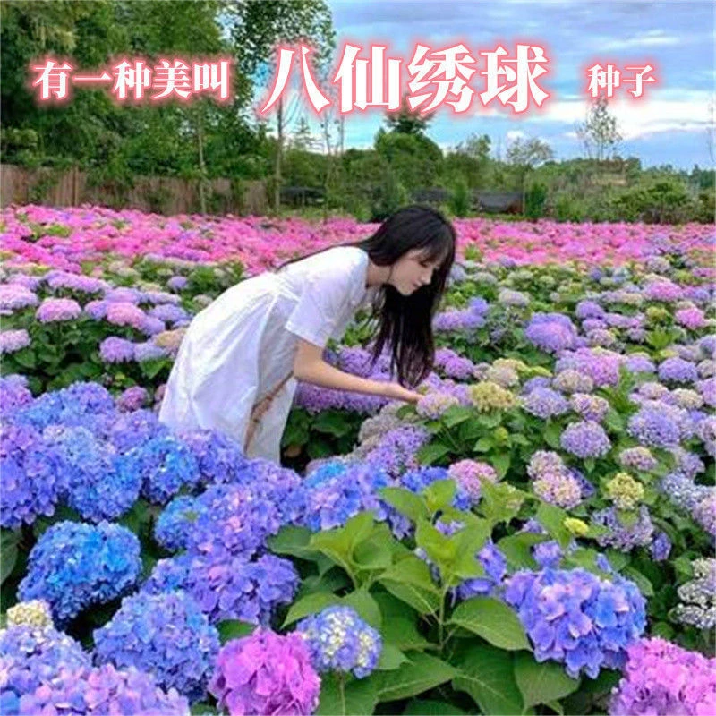 绣球花种籽子八仙花种四季播种开花易活盆栽庭院无尽夏绣球花种子