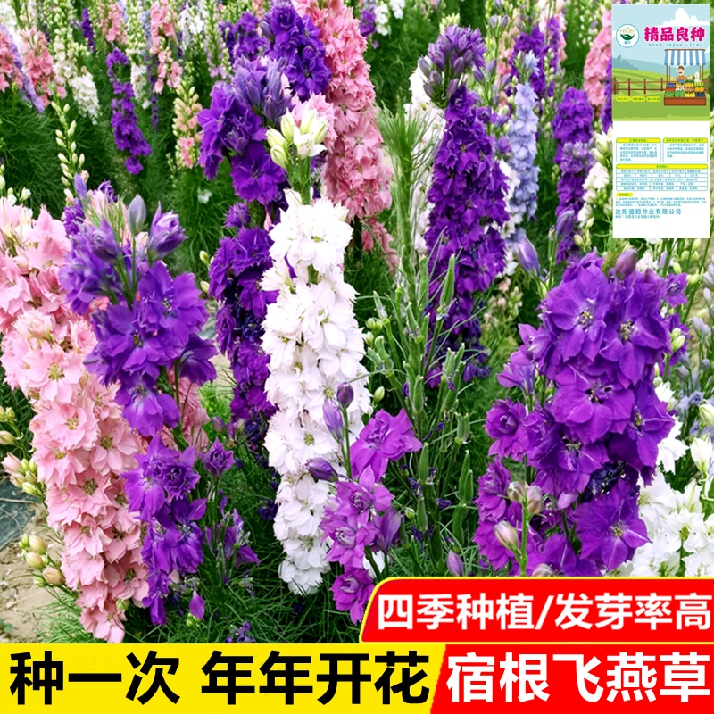宿根飞燕草种子一年四季种大花翠雀鸽子花籽可切花多年生盆栽花卉