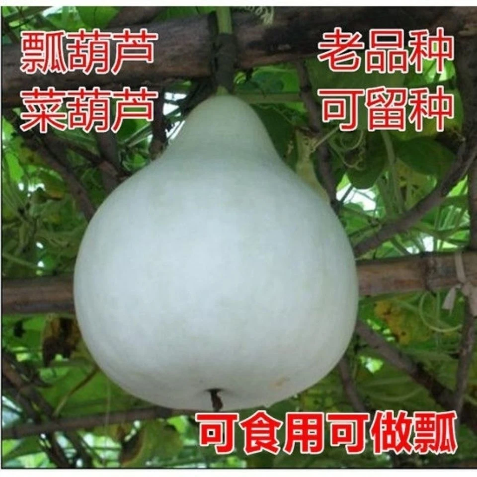 可食用菜葫芦种子葫芦瓢老式农村种家用可做水瓢早熟观赏蔬果种子
