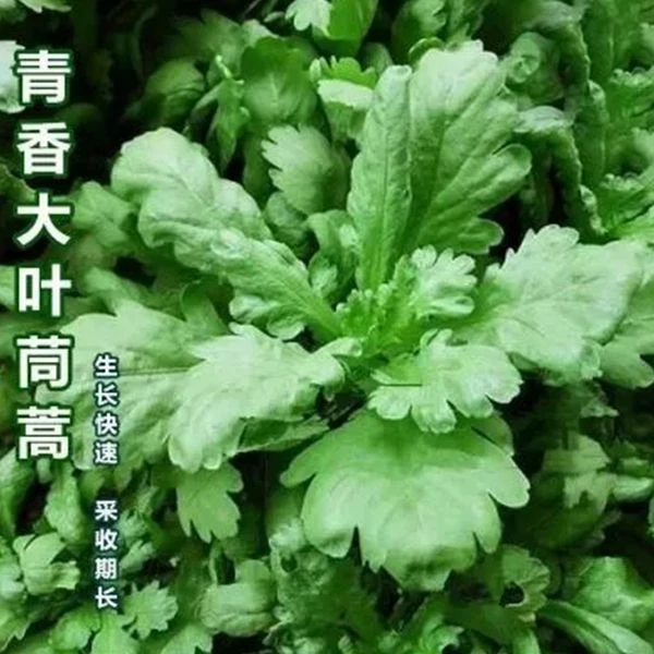 大叶茼蒿种子皇帝菜春夏秋冬盆栽阳台四季耐寒高产农家青蔬菜种子
